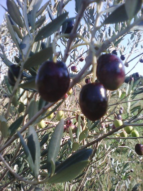 La richesse, la nature, les fruits de la Provence...