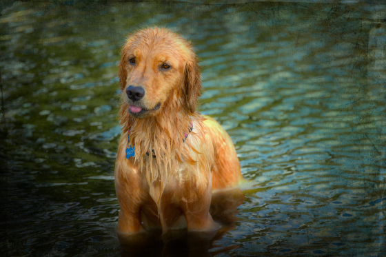 Pet portrait