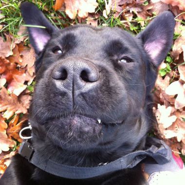 Kelly, Gardiennage Pour Chiens
