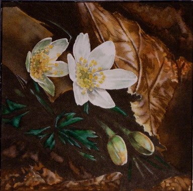 Anemoni Naturalistic illustration.jpg