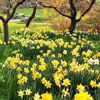 Jardinier Cesu
