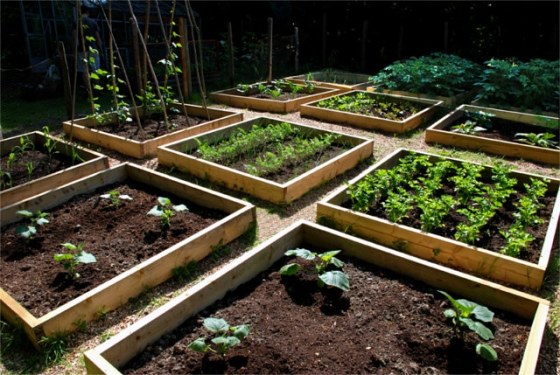 Huerta urbana en casa particular 