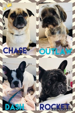 Multiple dogs catered for !
