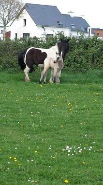 Elevage de poneys de loisir