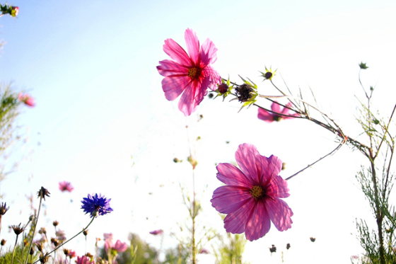 photo pour votre décoration intérieur, photo florale