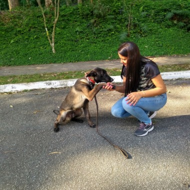 Inteligência Animal