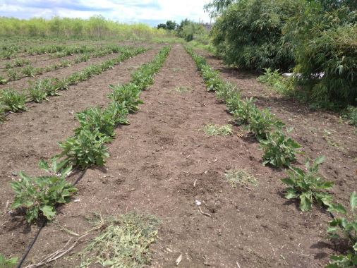 organic brinjal in my fields