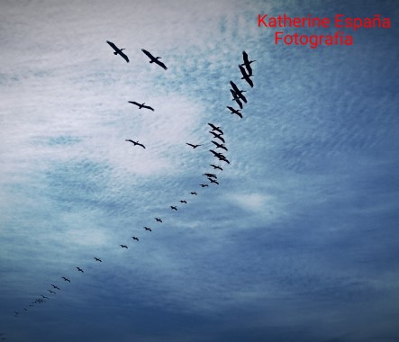 Volar nos hace libres