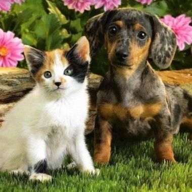 Broxtowe Borough Pet Services