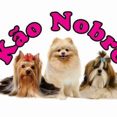 Kão Nobre Venda De Filhotes