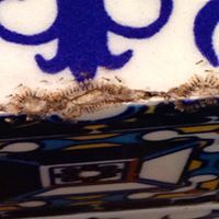 GEL PARA EL COMBATE DE HORMIGAS