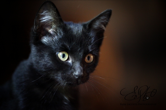 Portraits animaliers
