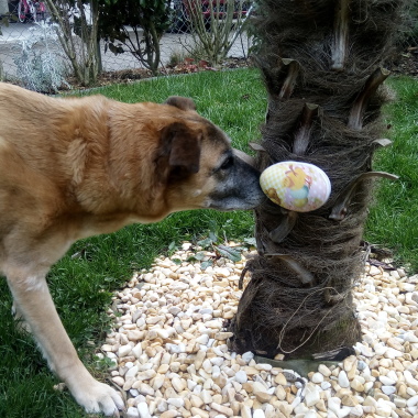 Abceduchien