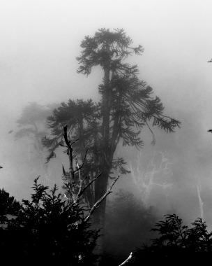 Araucaria fantasma
