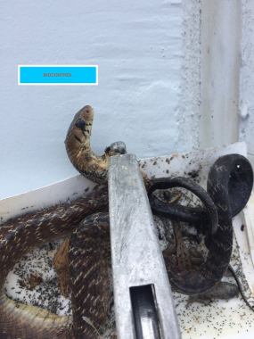 CAPTURA Y CONTROL DE REPTILES