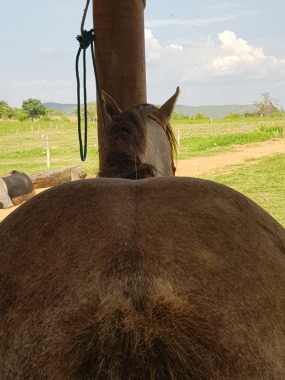 Acupuntura com agulha seca
