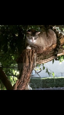 Mon plus vieux chat.