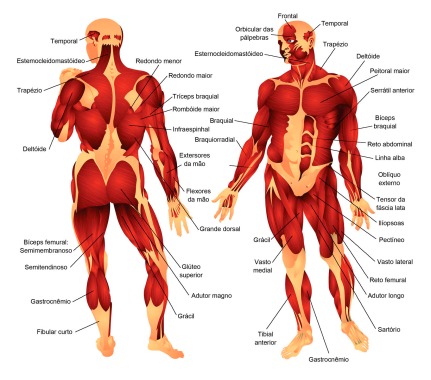 Ilustração para livro de biologia.