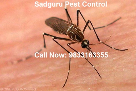 Mosquitoes Control