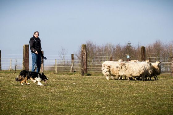 Training fürs Turnier