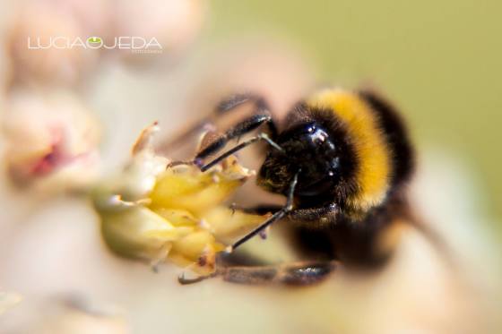 Macro