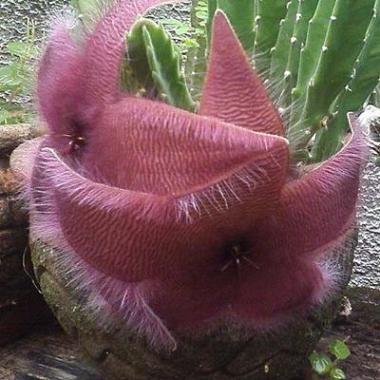 Plantas de vaso