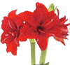 Amaryllis Flowers
