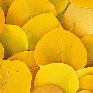 Nassima