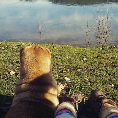 Paseo De Mascotas