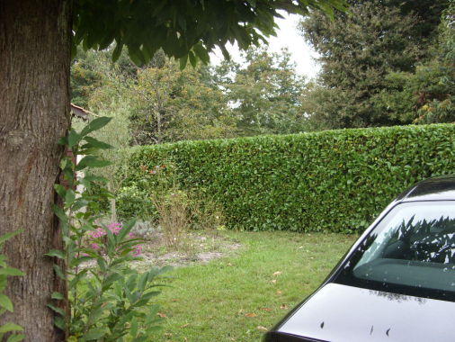 haie de lauriers