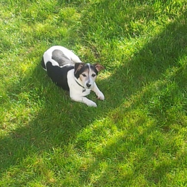 Promeneur De Chien/Garde À Domicile