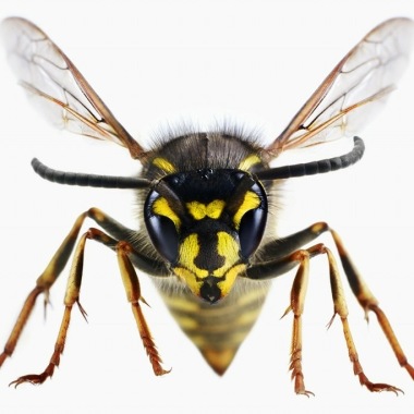 Pest And Vermin Control
