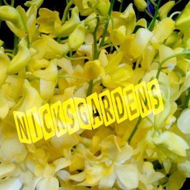 Nicksgardenss