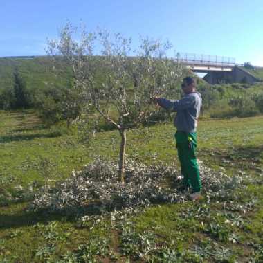 Cleaning Of Garden