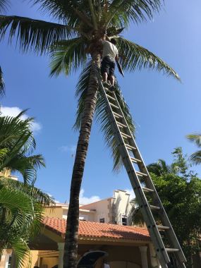 Limpieza de Palmeras