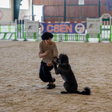 Gara di Dog dance a Torino