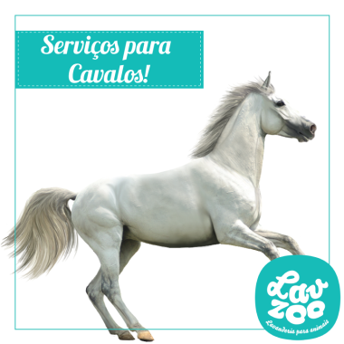 imag cavalo.png