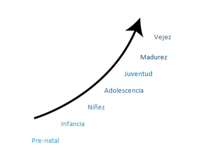 Etapas de la vida