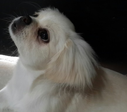 Cachorra atenta
