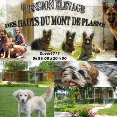 Des Hauts Du Mont De Plasne Elevage De Bergers Allemands Et Pension Canine 