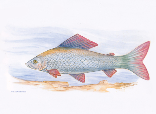 Aquarelle