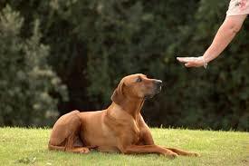 Fica: Muito importante, afinal é onde você percebe o total controle sobre o cão.