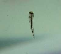 Zoomed picture gold fish hatchery