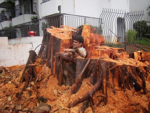 PERFORMANCE   AMBIENTAL 
corte e podas de arvores jardinagem e paisagismos somos uma empresa especializada orçamento sem compromisso www.performaceambiental.com.br