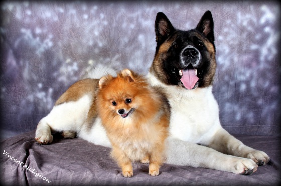 Elevage de qualité d'AKITAS AMERICAINS & de SPITZ ALLEMANDS.