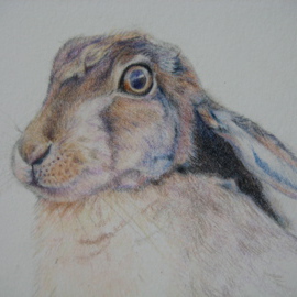 Ccd Illustrations