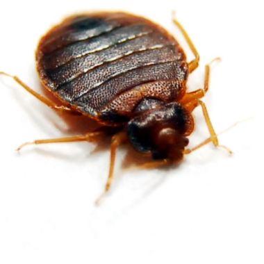 Bedbugs Control Brisbane