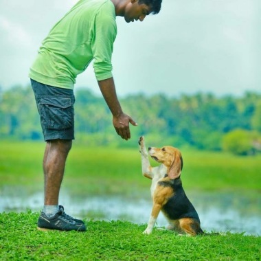 Alpha8 Dog Training & K9 Services