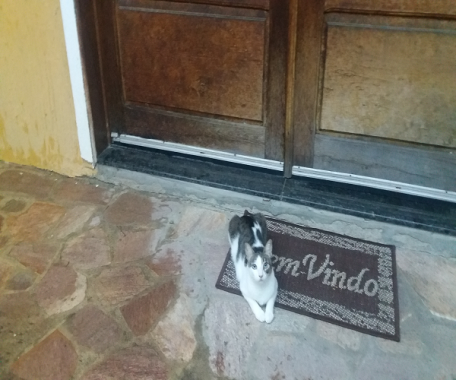 Totó- a mais velhinha da casa com nome de macho, por um erro de um veterinário.