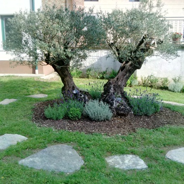 OLEA EROPAEA ZASAJENA NA VOGRSKEM